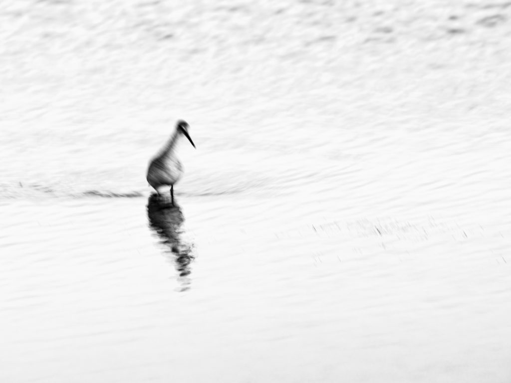 ICM Bird Fishing