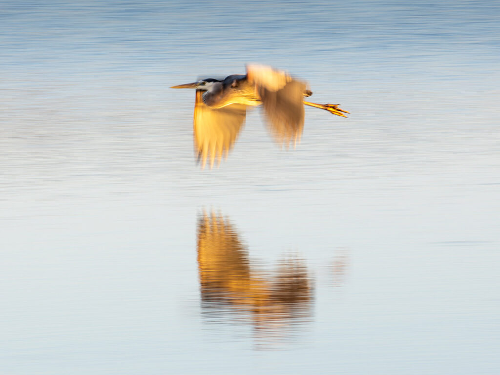 Great Blue Heron