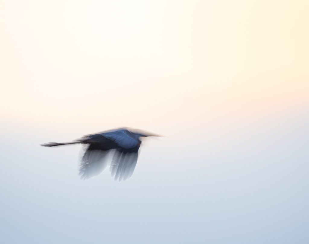 ICM Great Blue Heron