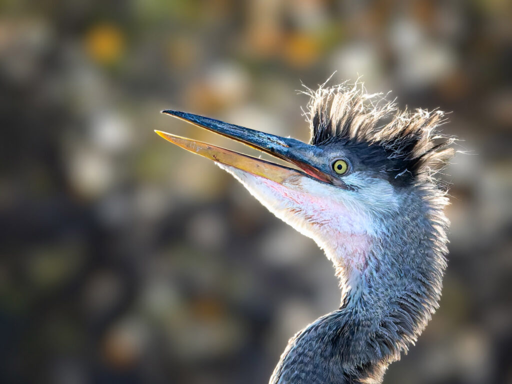 Juvenile Great Blue Heron