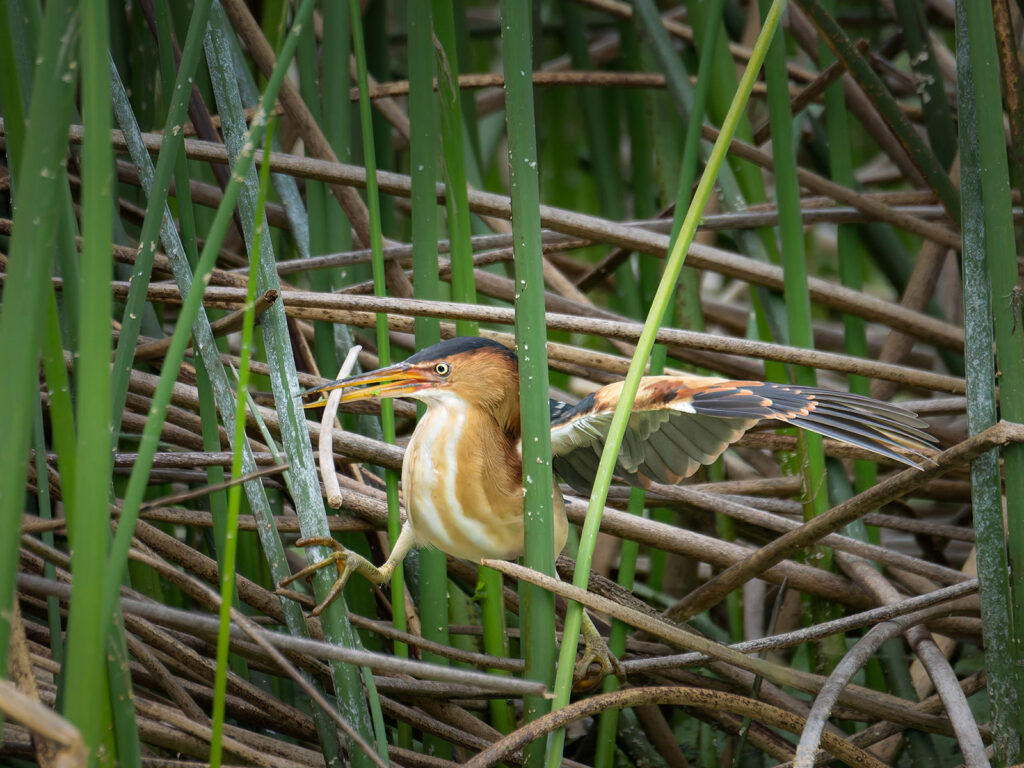 Least Bittern