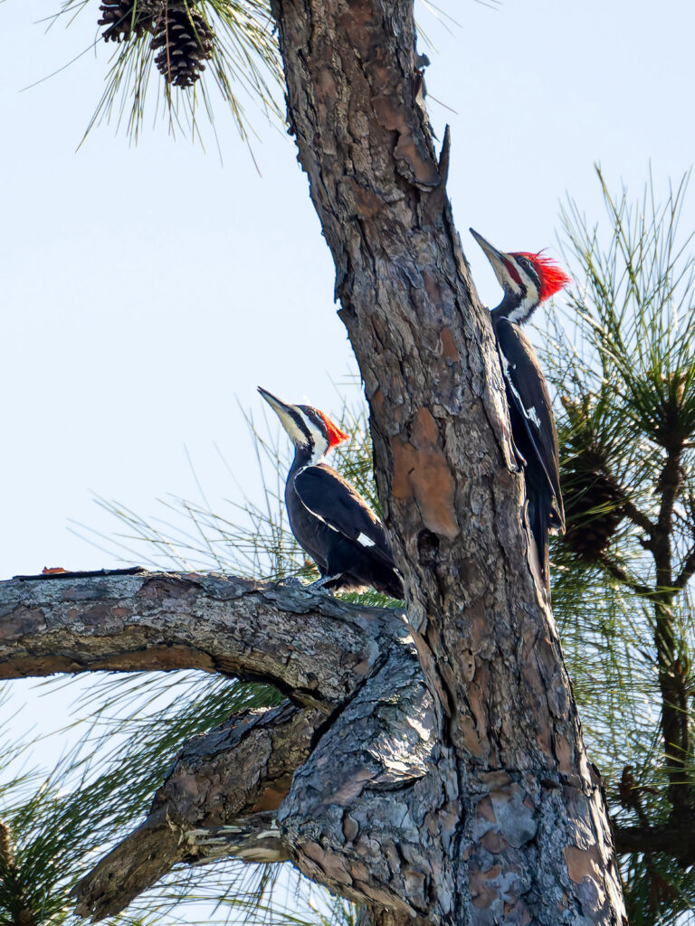 Pileated Woodpeckers