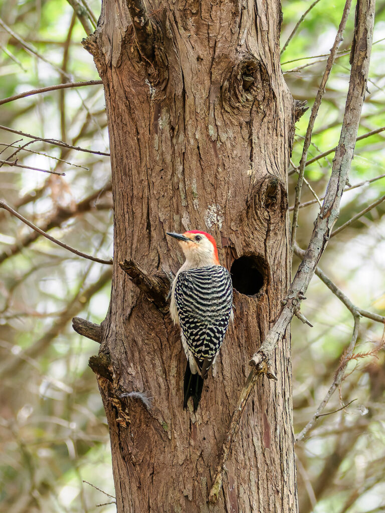 Red-bellied Woodpecker