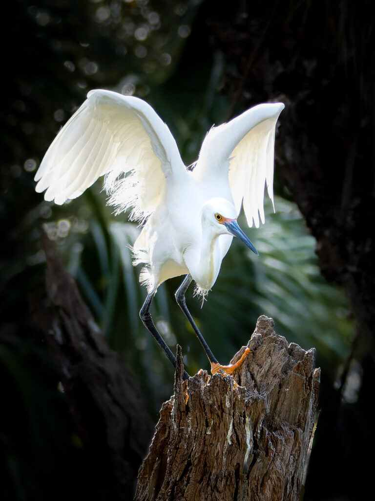 Snowy Egret