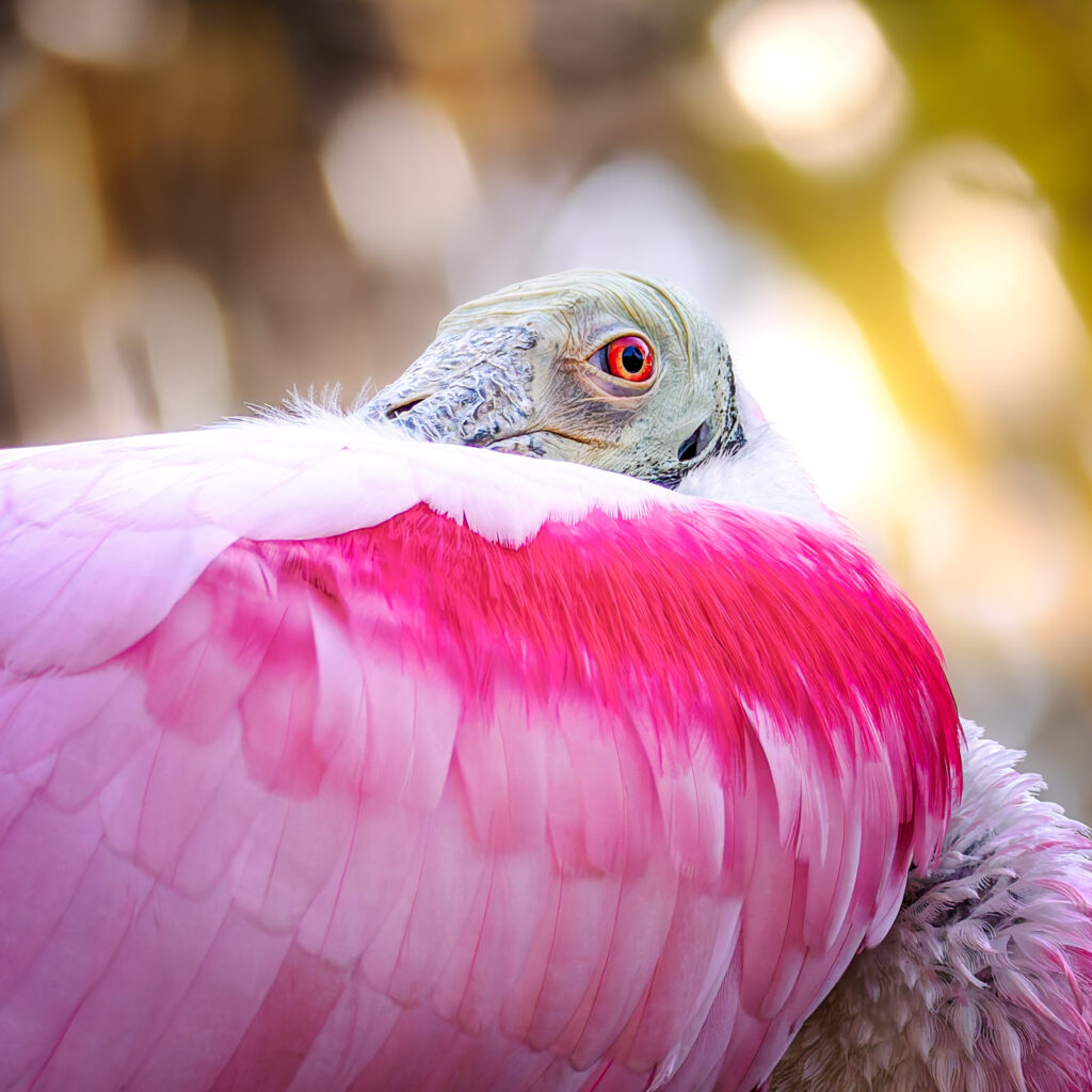 Roseate spoonbill