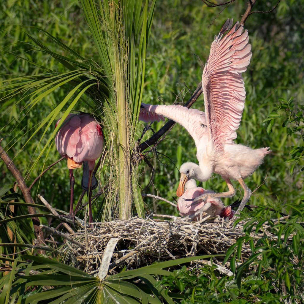 Juvenile Roseate Spoonbill