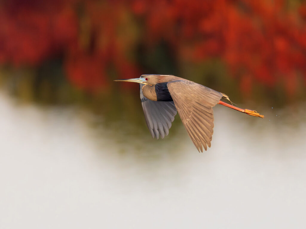 Tricolored Heron