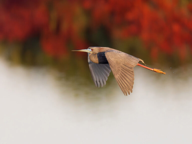 Tricolored Heron