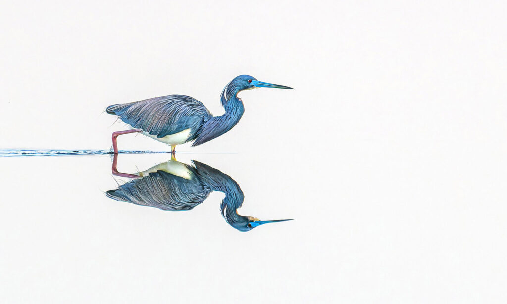 Tricolored Heron Hunting