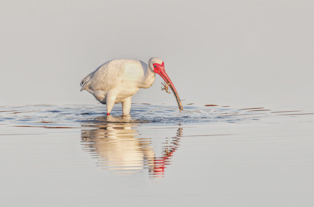 White Ibis and Crab