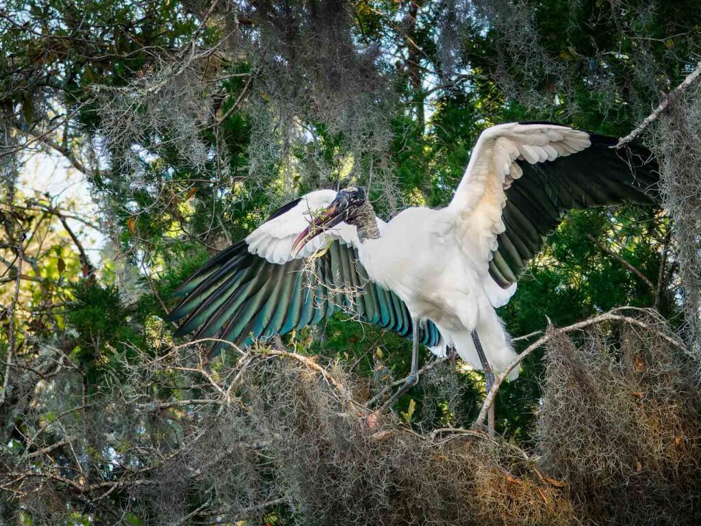 Wood Stork