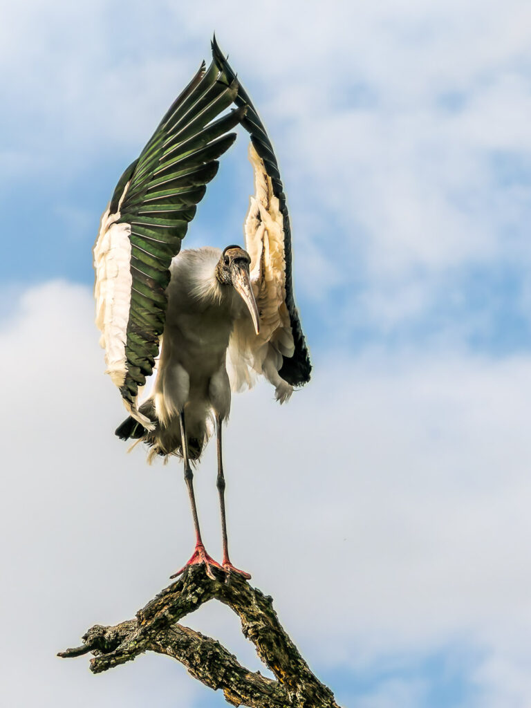 Wood stork