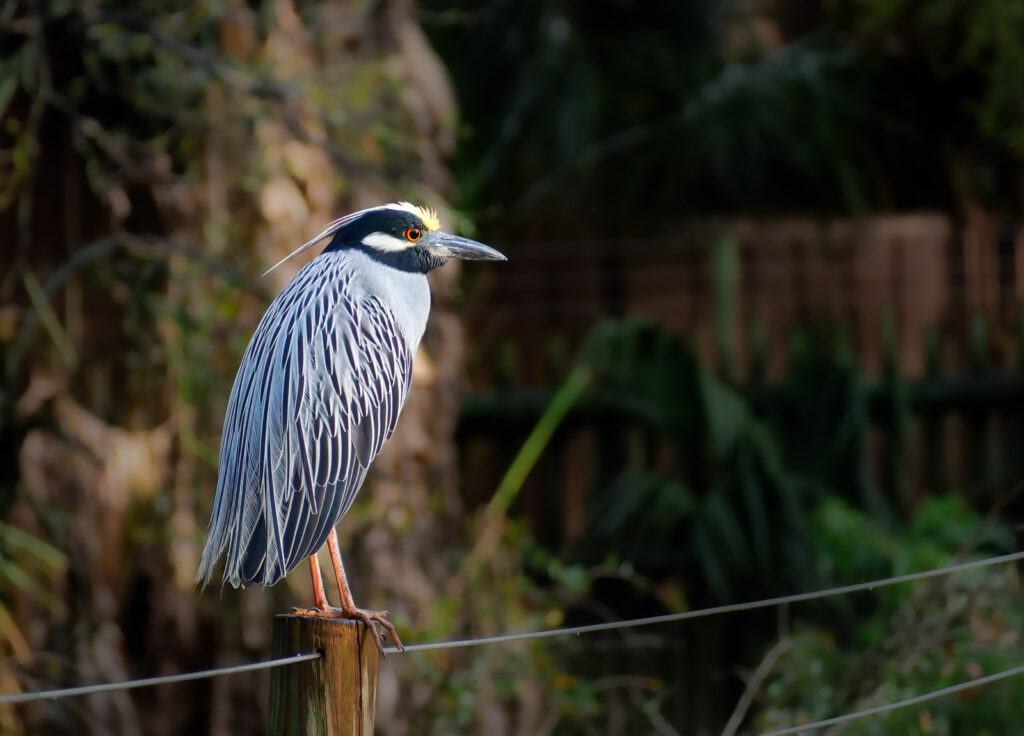 Yellow-crowned Night Heron