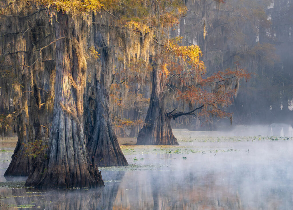 Fog and fall colors