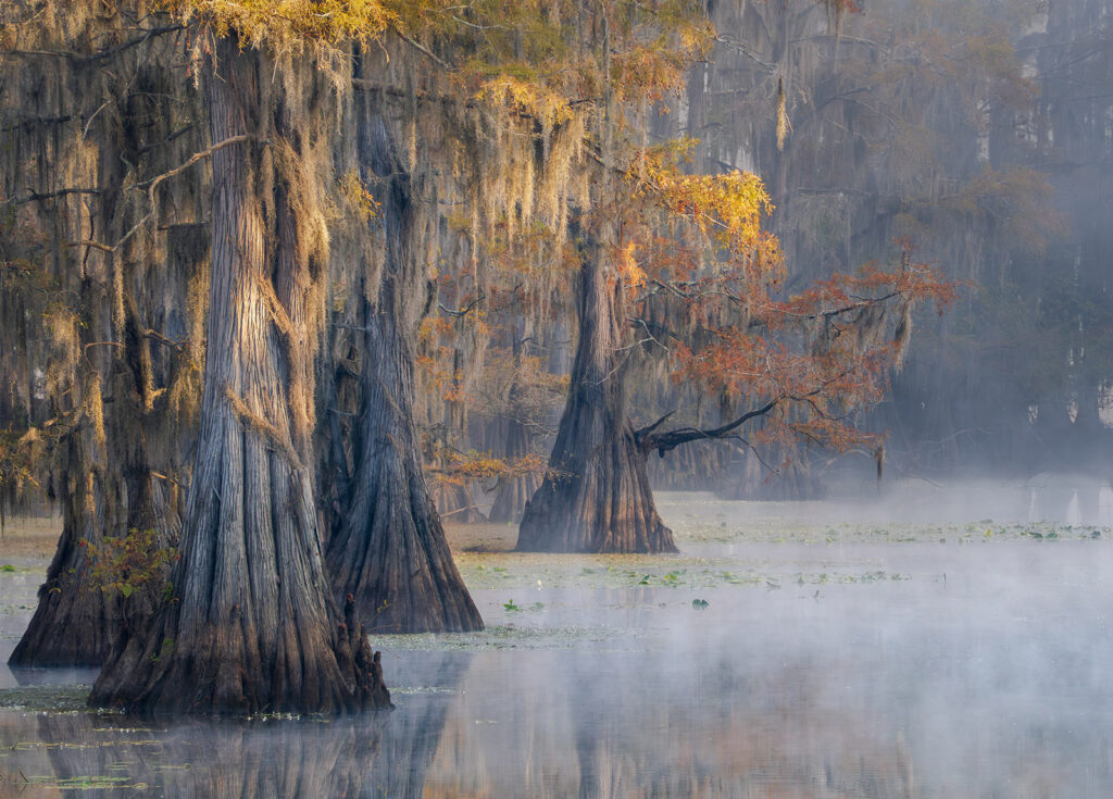 Fog and fall colors