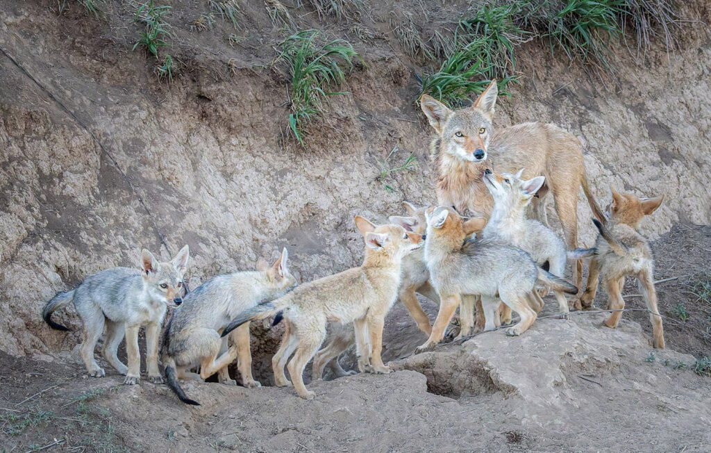 Coyote Family