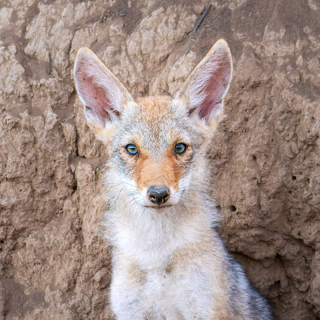 Coyote Pup