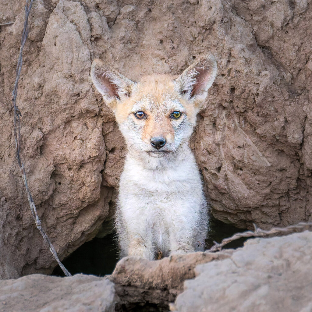 Urban Coyote Pup
