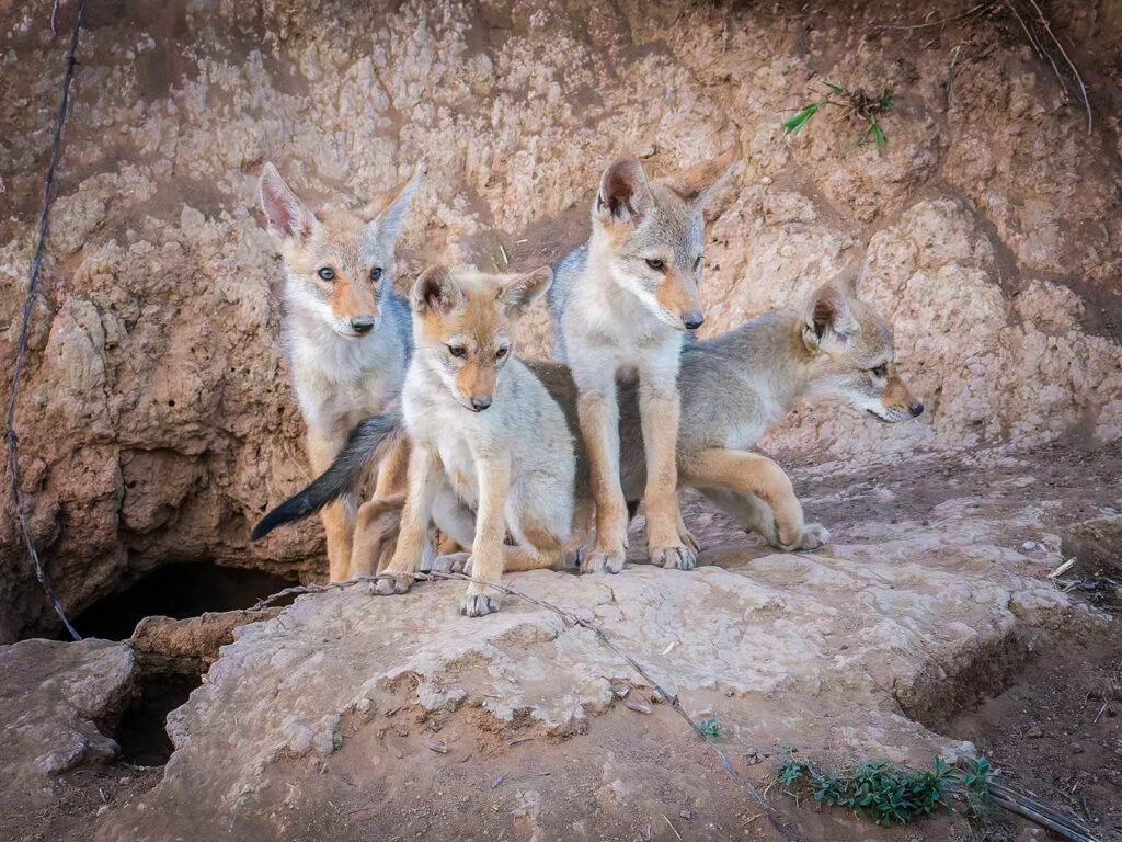 Four Coyote Pups
