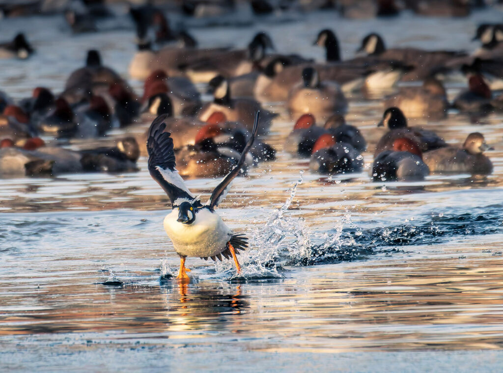 Goldeneye
