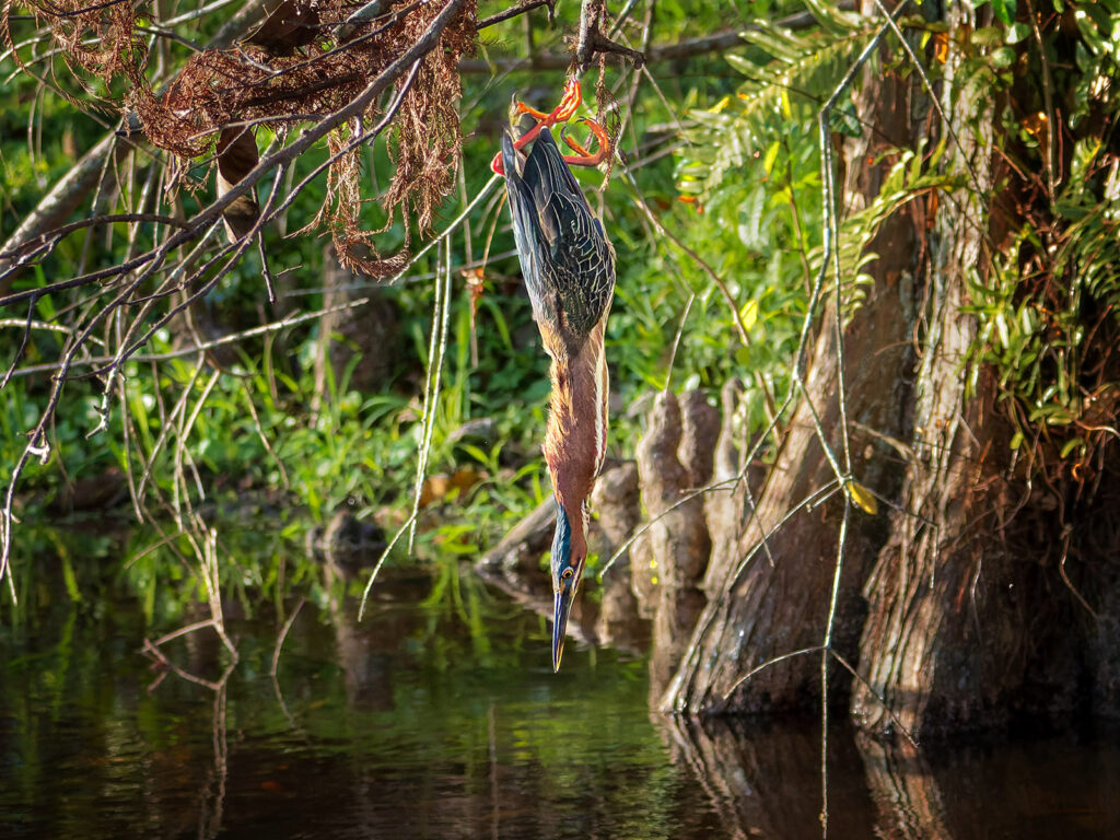 Green heron diving