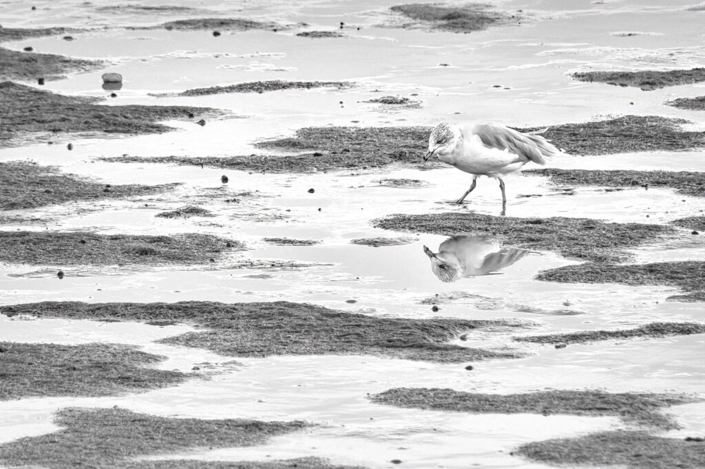 Hunting Gull