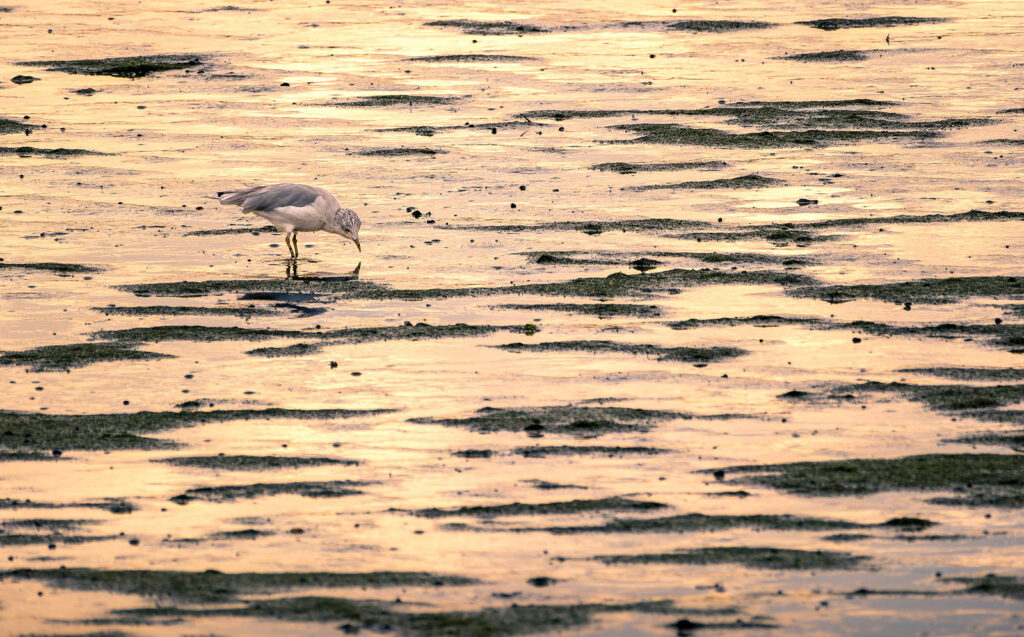 Gull on Mud Flats