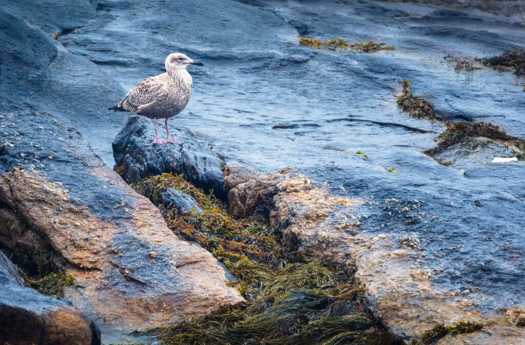 Herring Gull