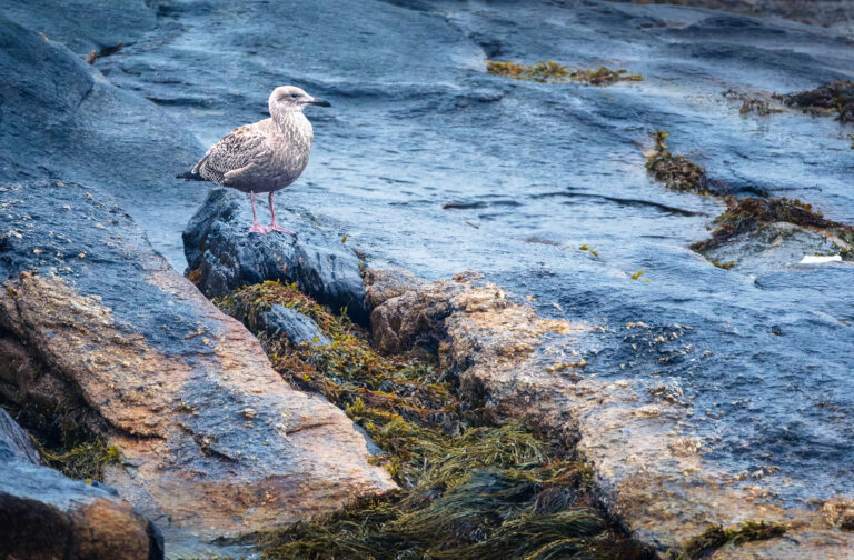 Herring Gull