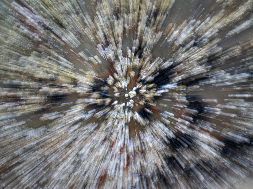 Barnacles ICM Zoom