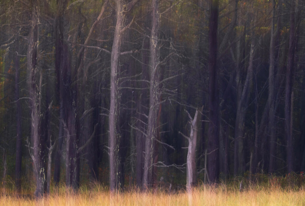 Forest Edge