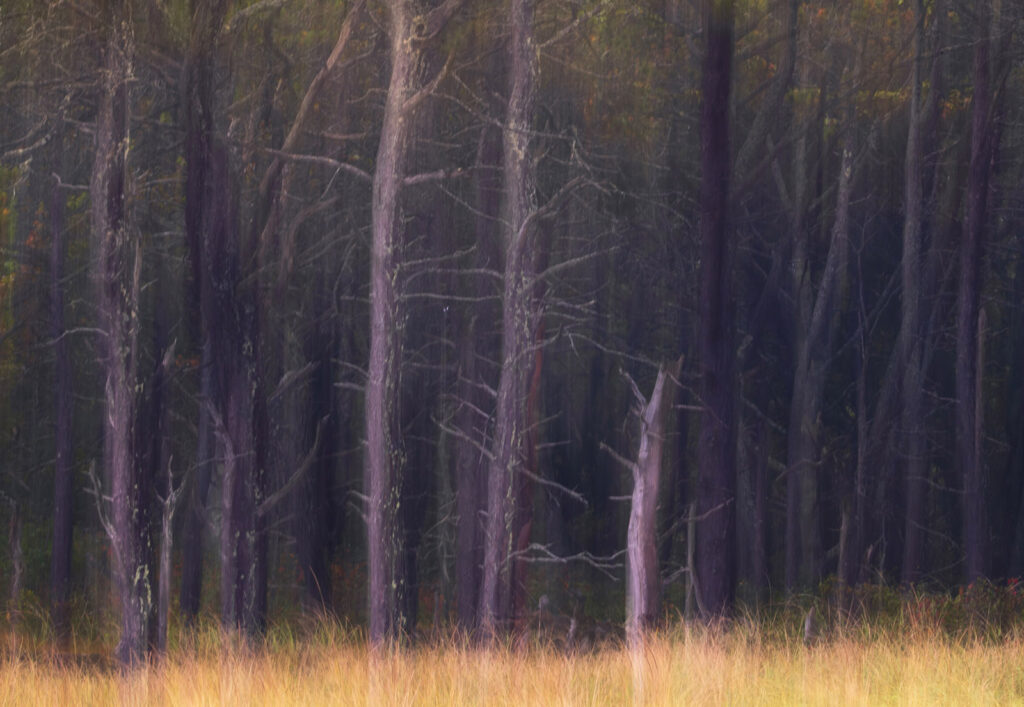 ICM Forest