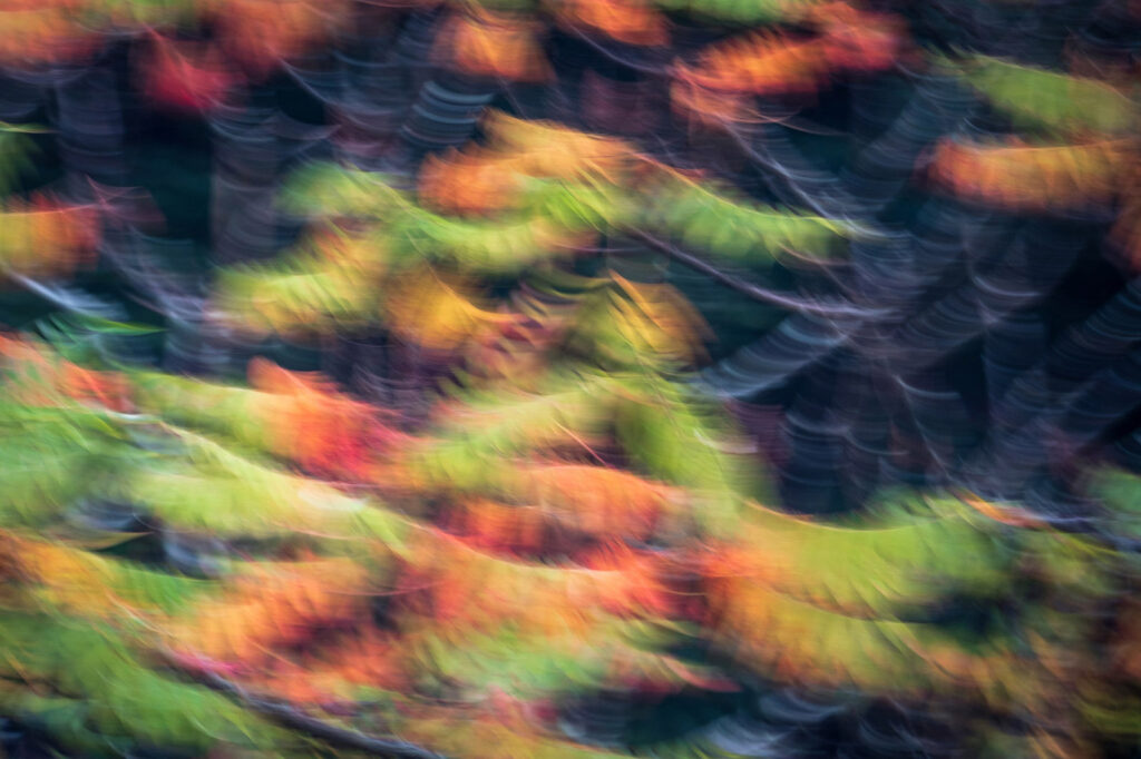 Sumac in fall