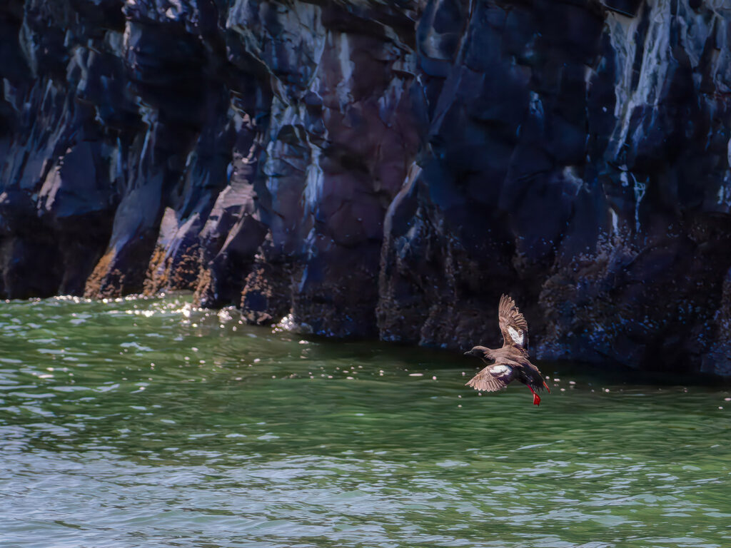 Pigeon Guillemot