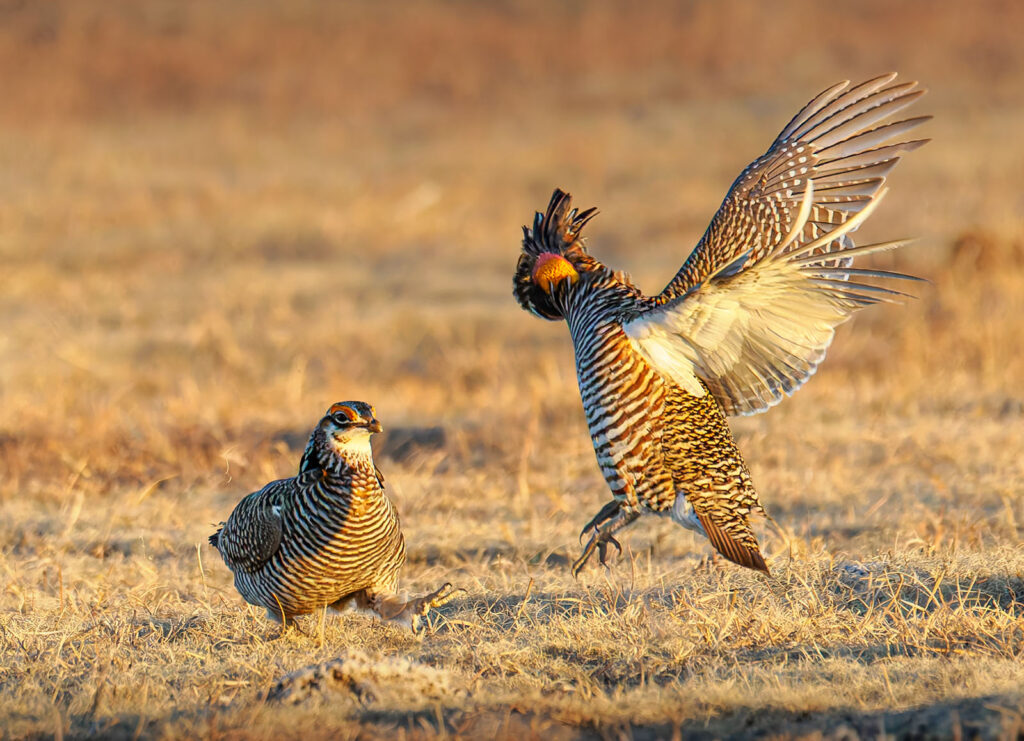Greater Prairie Chickens