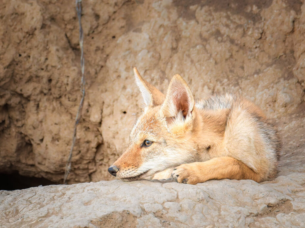 Relaxing Coyote Pup
