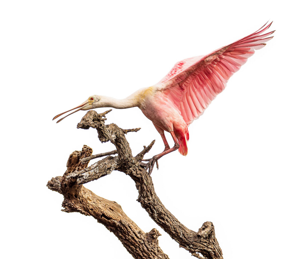 Roseate spoonbill