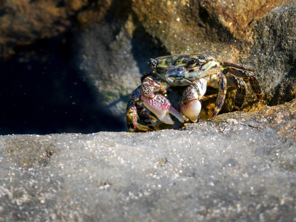 Striped Shore Crab