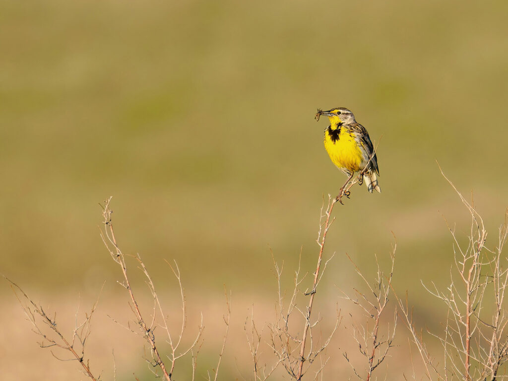 Western Meadowlark