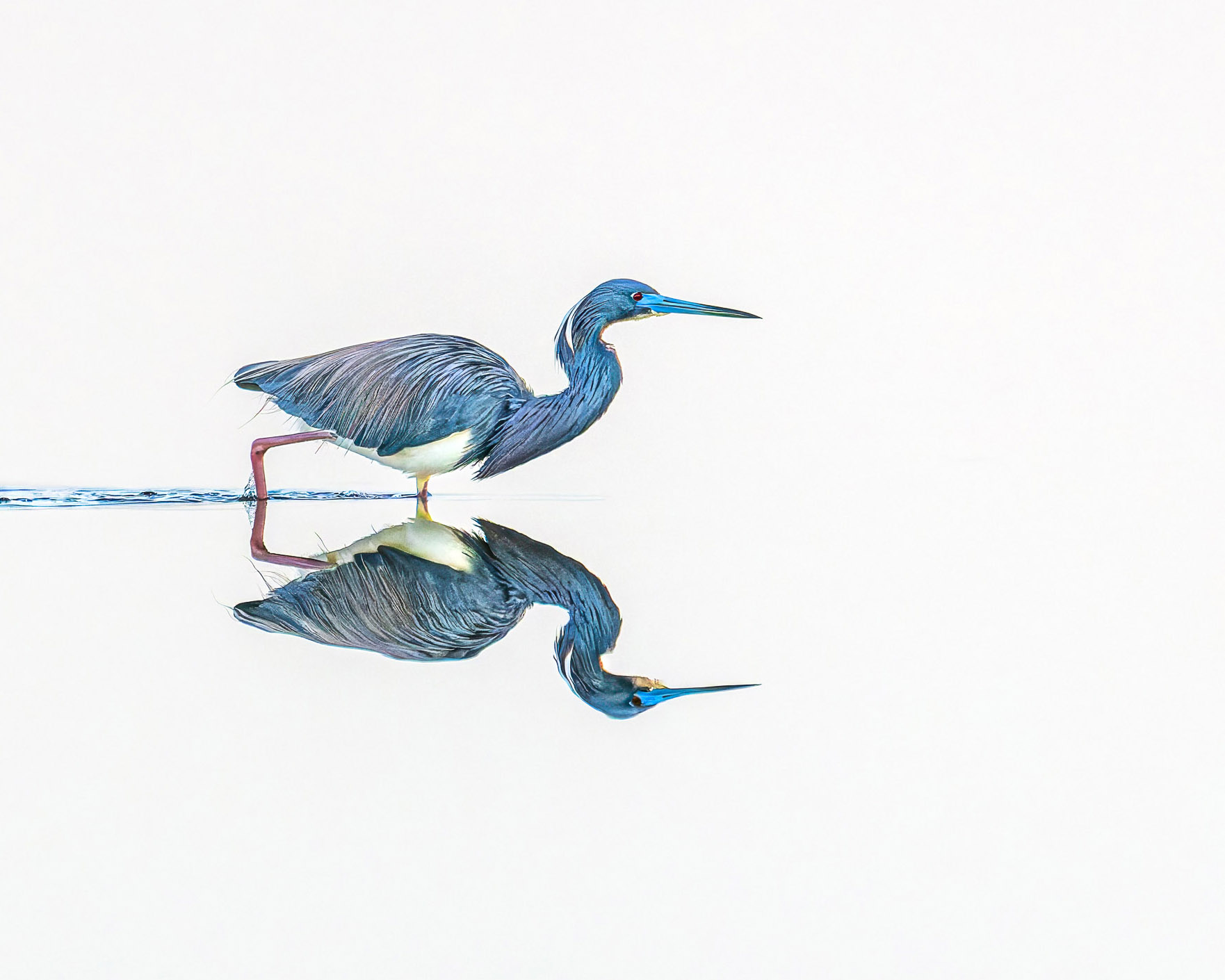 High Key Tricolored Heron