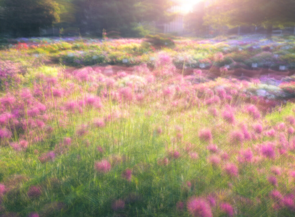 Summer Garden