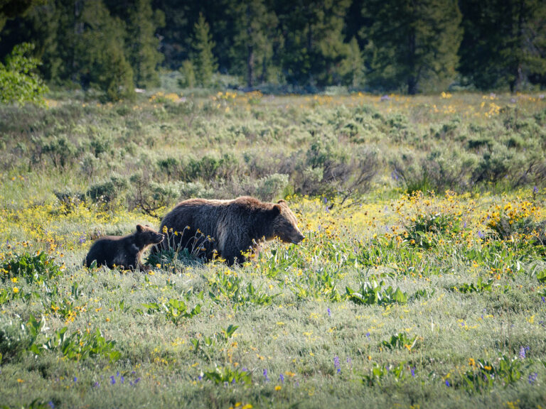 Grizzly 399 and cub walking through a wildflower meadow in Grand Teton National Park