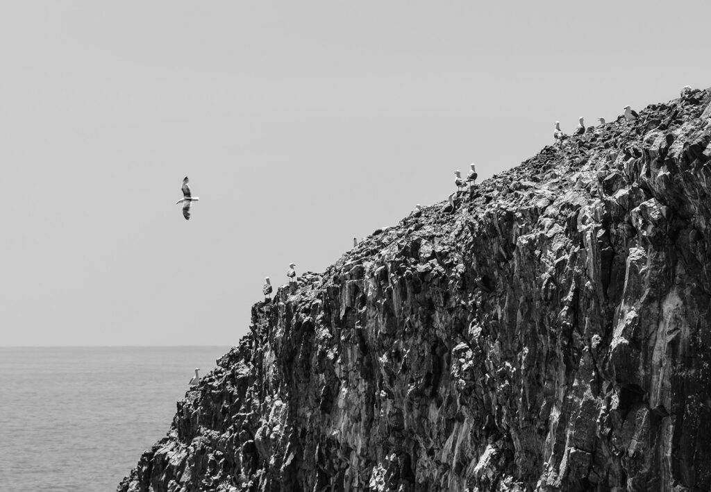 Lone gull away from the colony