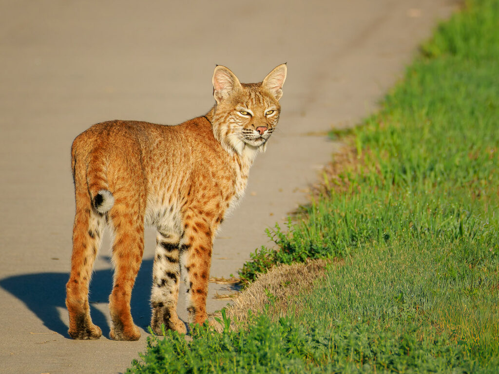 Bobcat, Fort Collins, Colorado