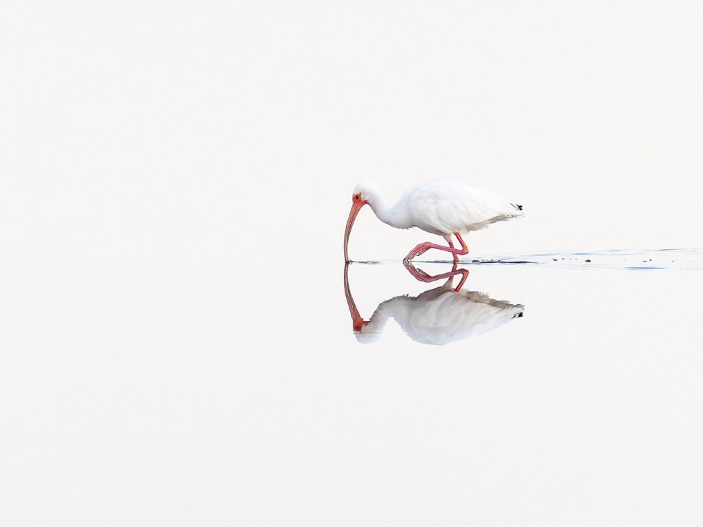White Ibis