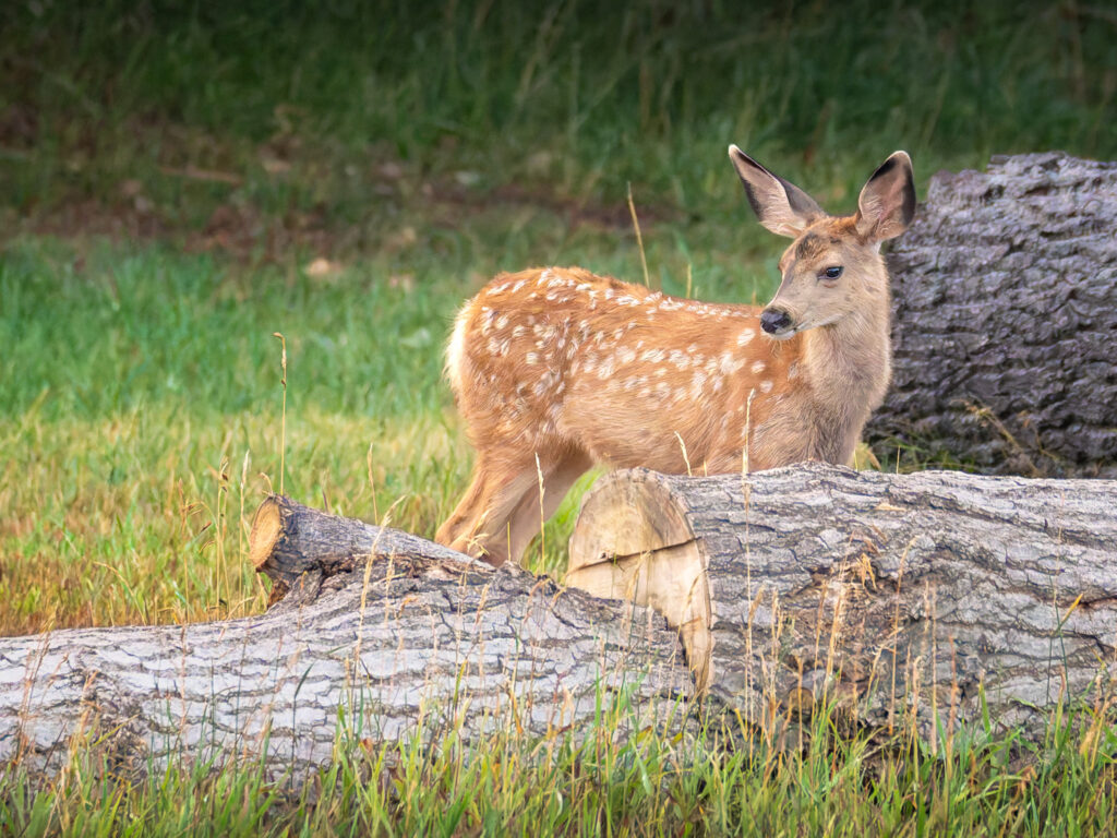 Mule Deer Fawn, Fort Collins, Colorado