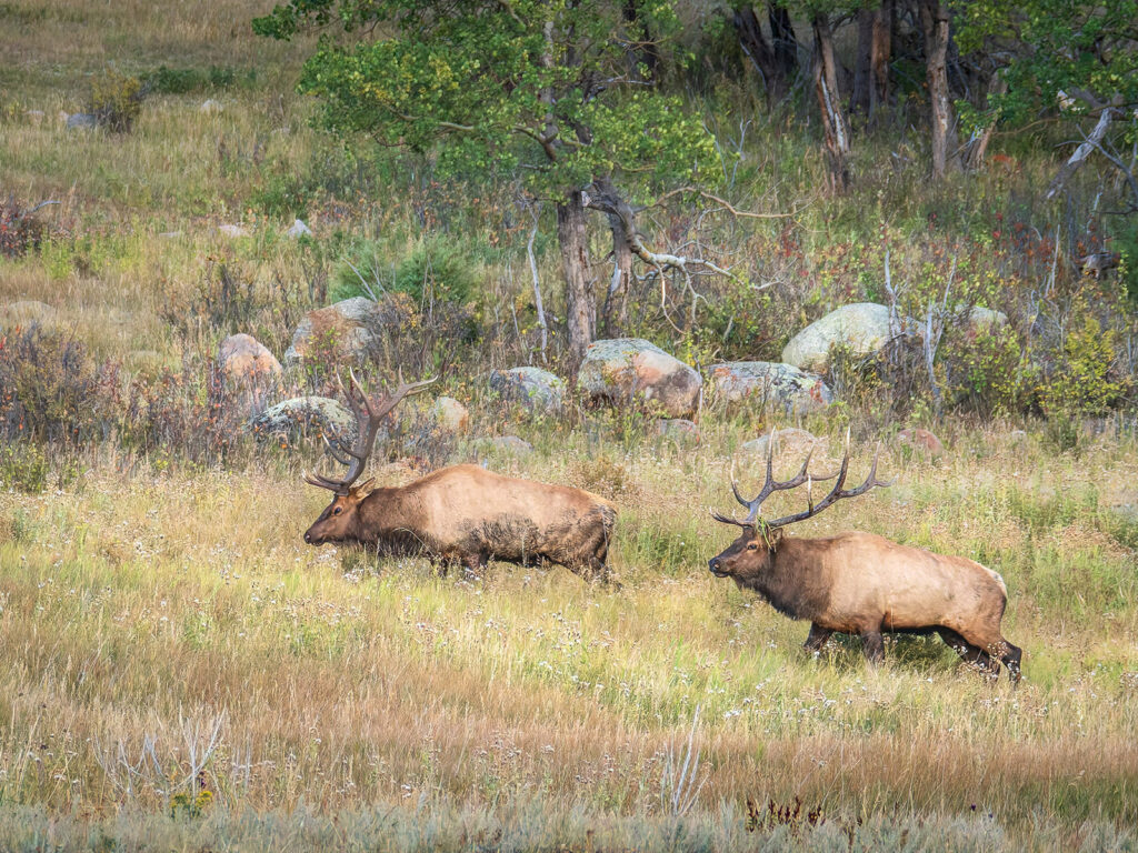 Bull Elk Pair
