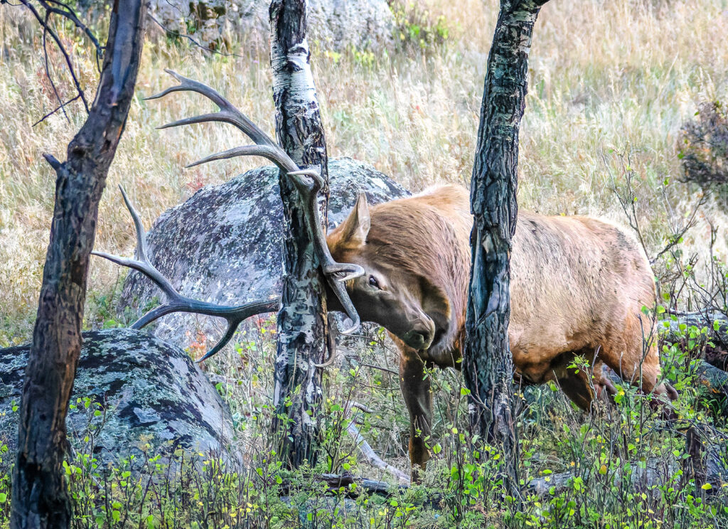 Elk vs. Tree