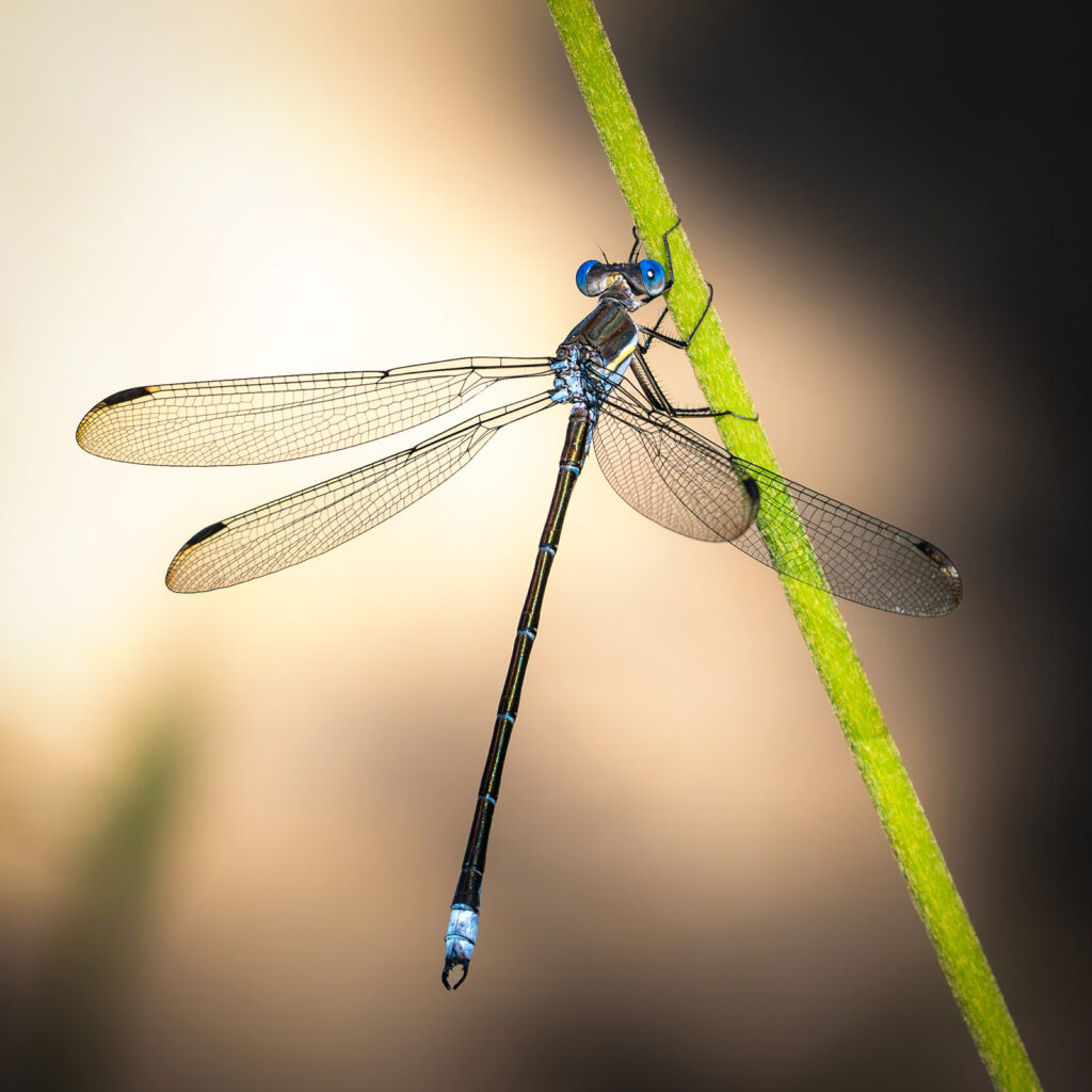 Damselfly