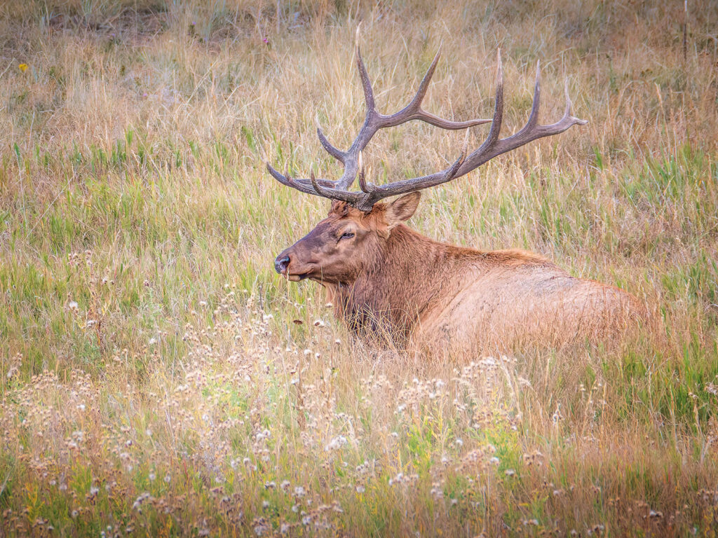 Bull Elk Resting